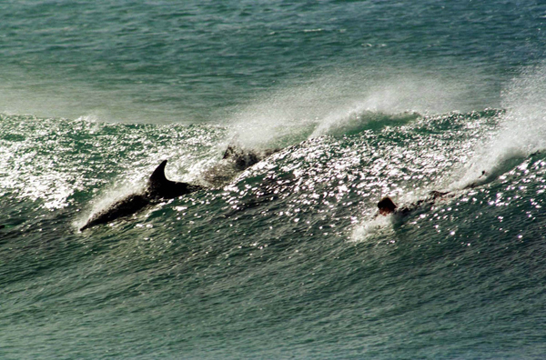 delfin1 delfin1
