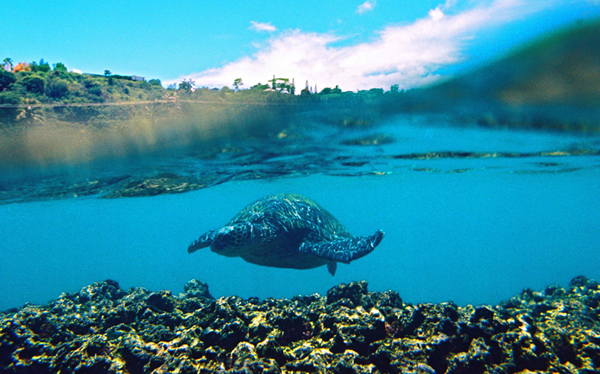 1sharkcavehawaiimdavid
