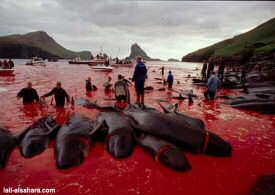 slaughter_dolphins