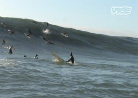 Hi Shred | Mavericks